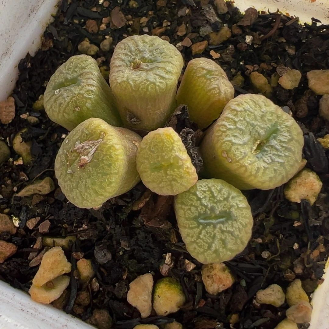 163多肉植物种类多样