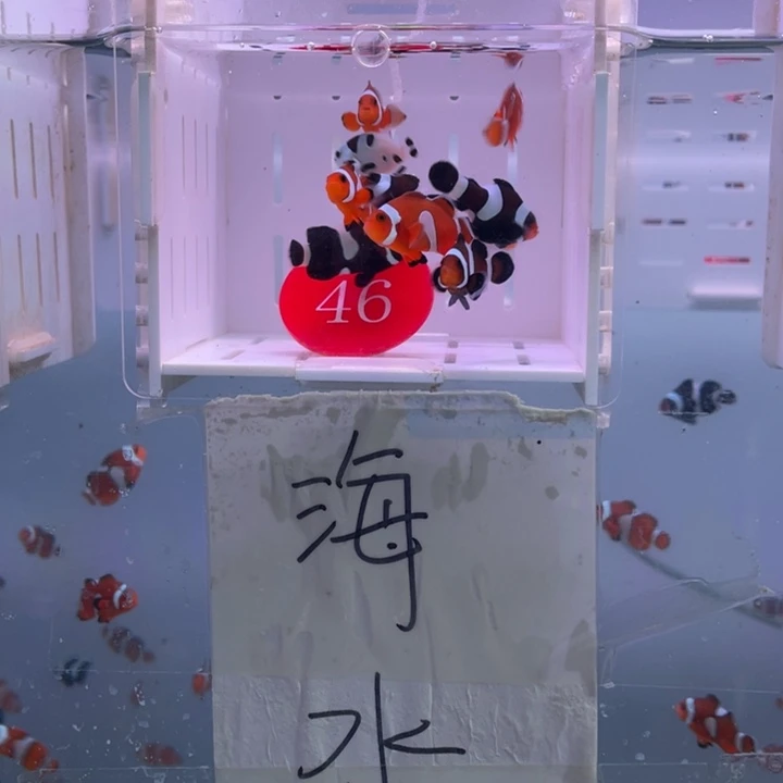 海水鱼瑕疵混搭10条2.5-3