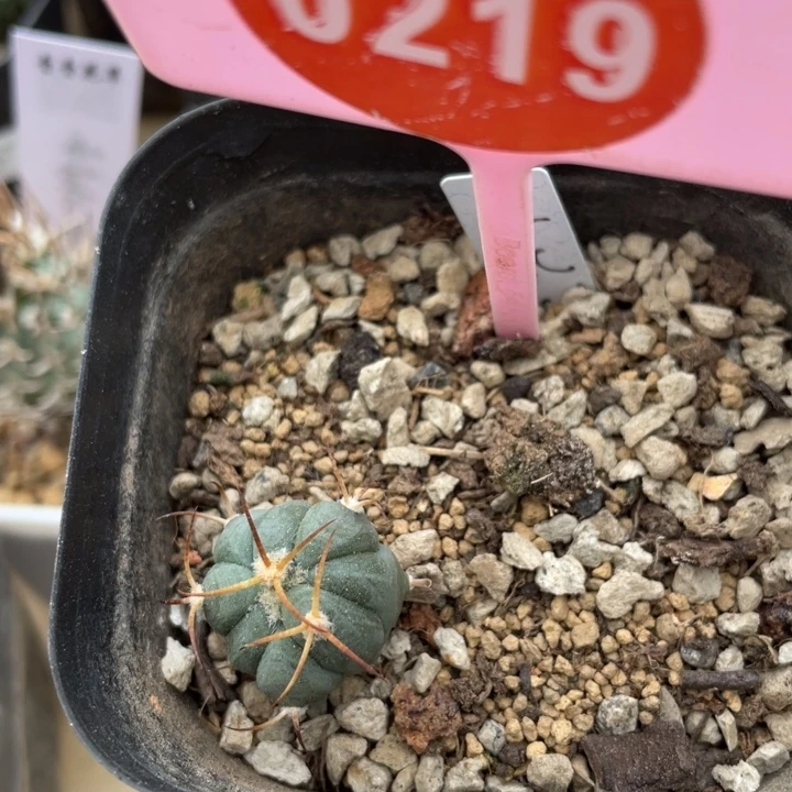 实生平丸一棵0219