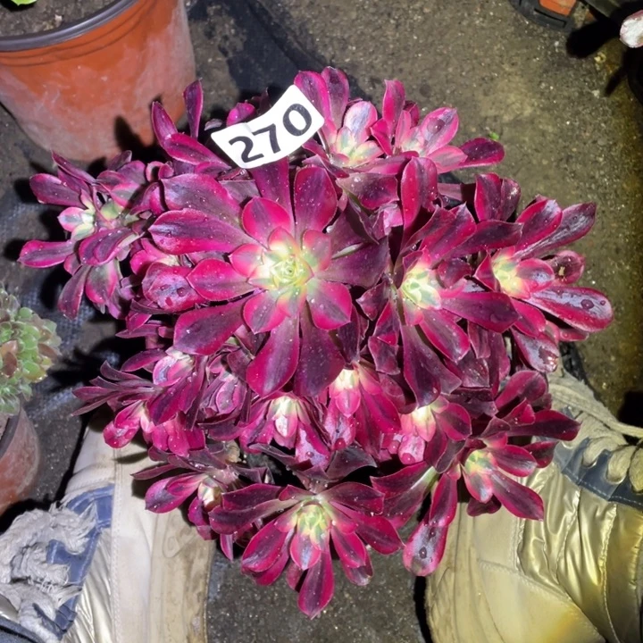 270号美杜莎法师22厘米左右