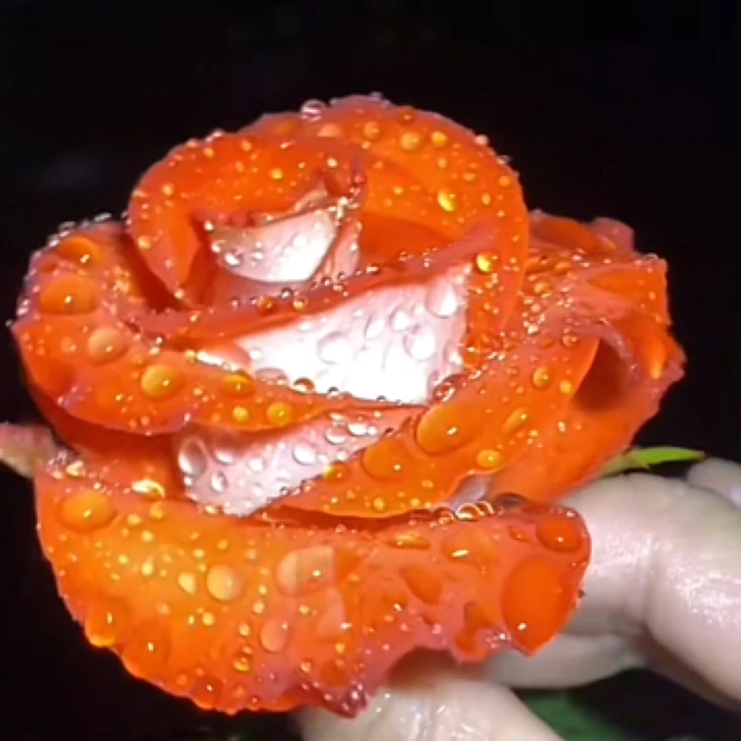 马赛克 切花月季根接苗