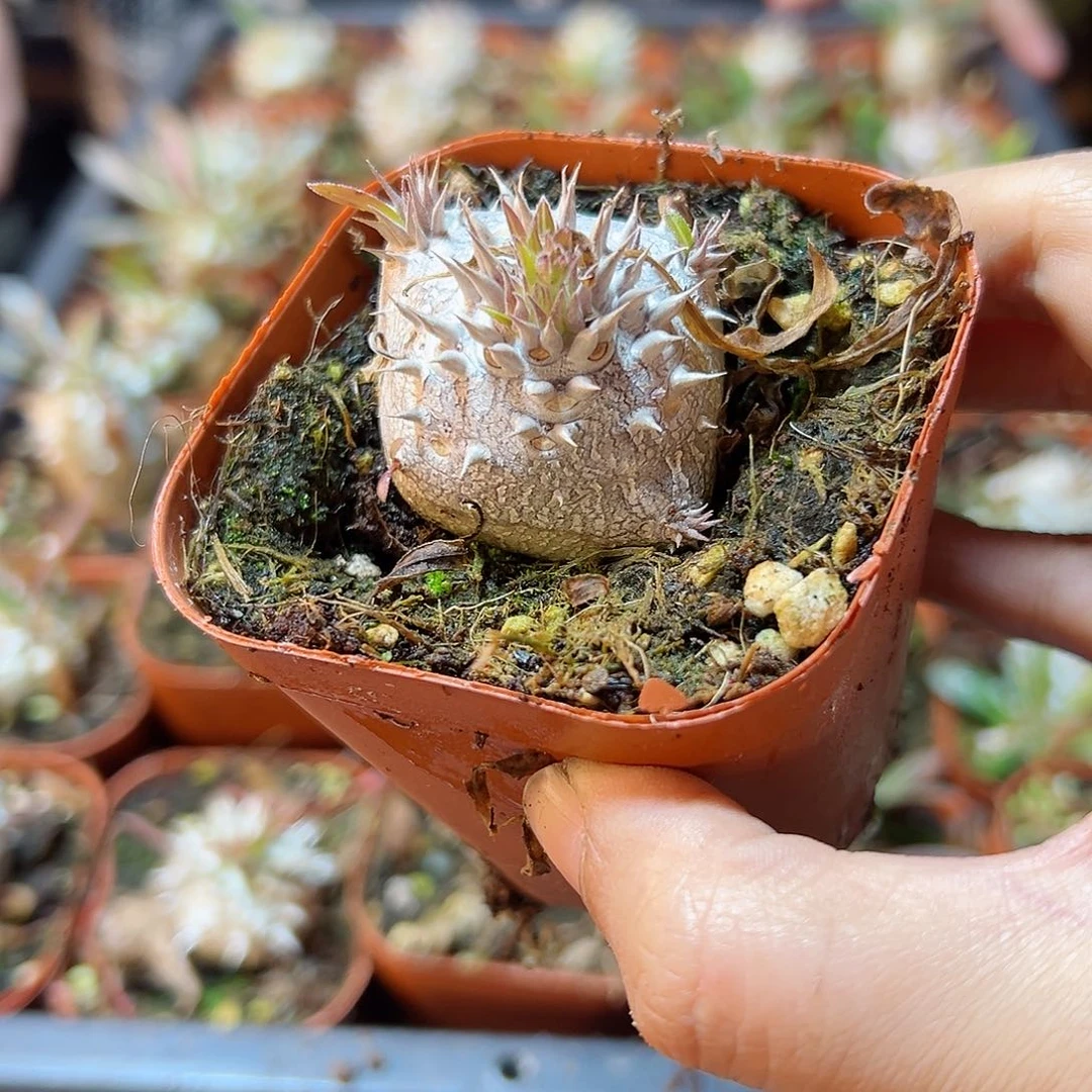 惠比大黑3公分带盆