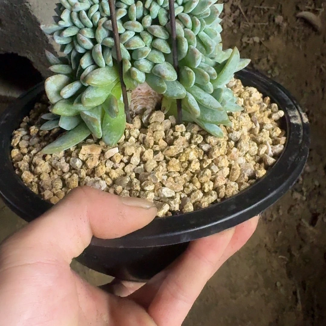 马***健星影树缀无砍多肉