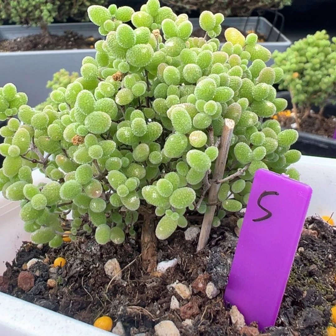 5号10cm盆蜜橘糖球