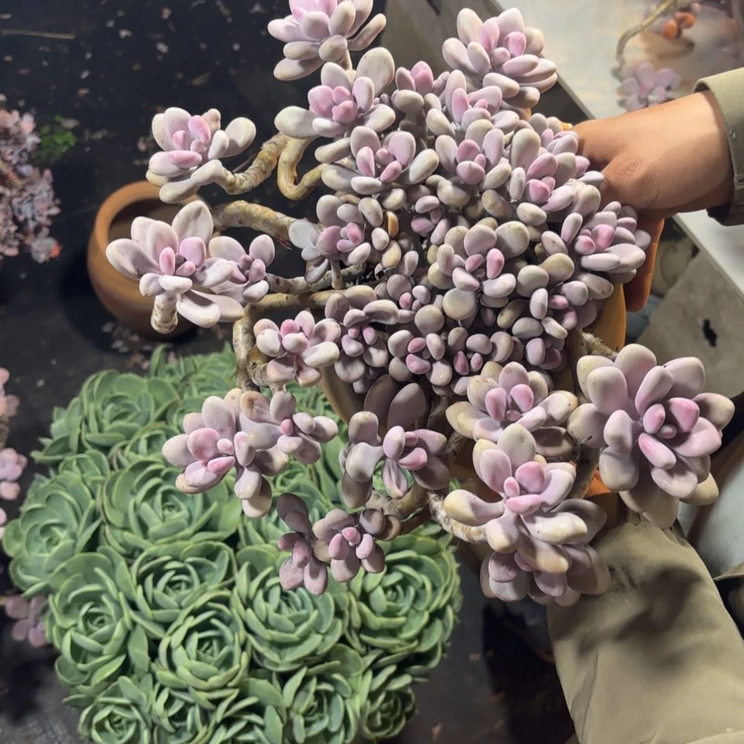 月**柔54号老庄多肉植物