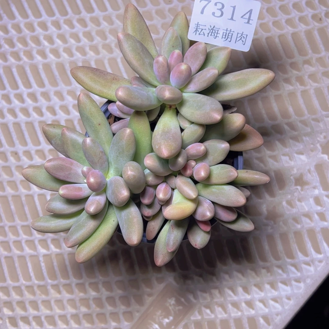邓***࿐糖果7314多肉植物