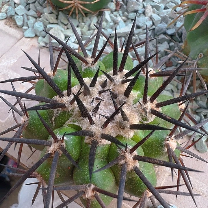 铃木圆盘玉。苗接落地自根。