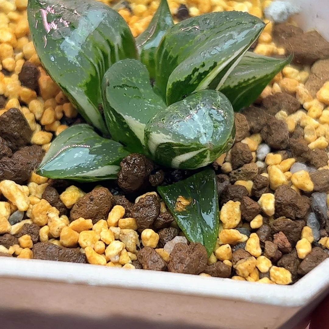 裹般若锦十二卷多肉植物