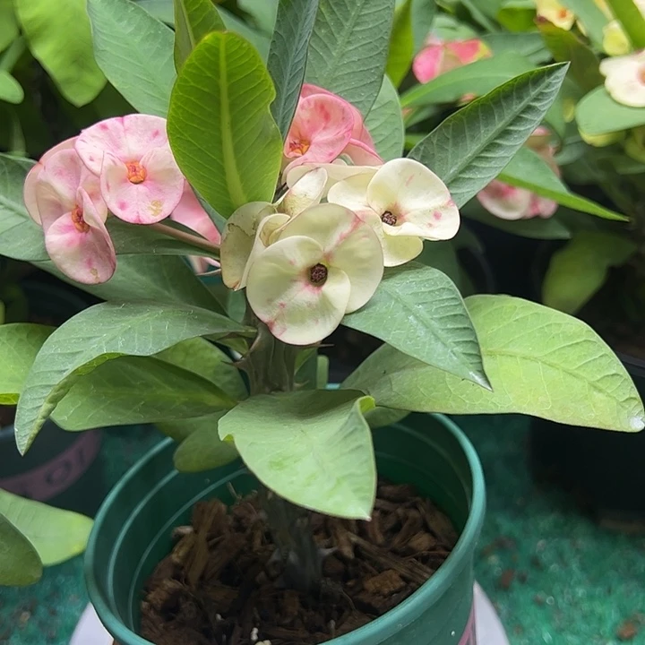 泰品扦插一物一拍