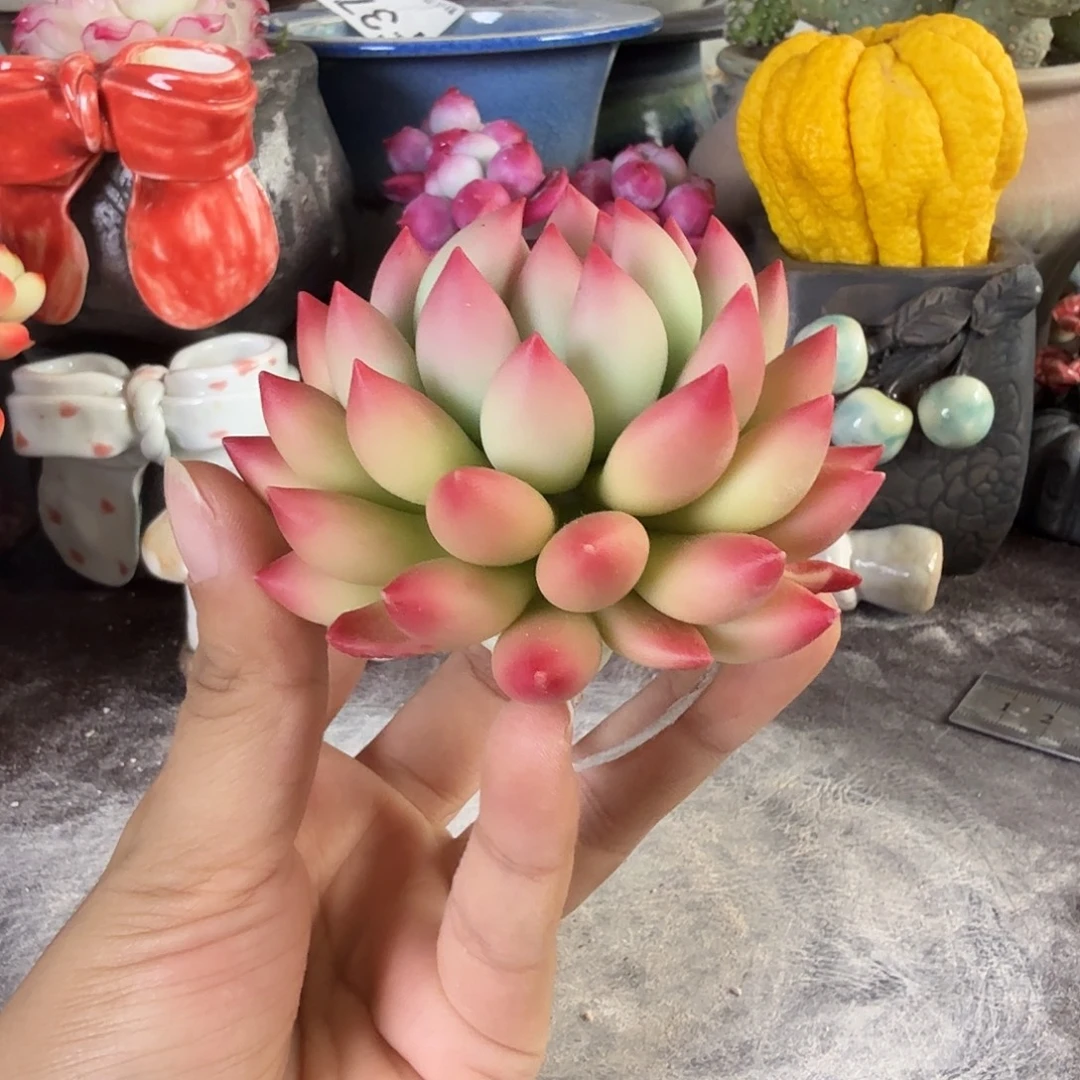 重庆小燕子欢迎大家