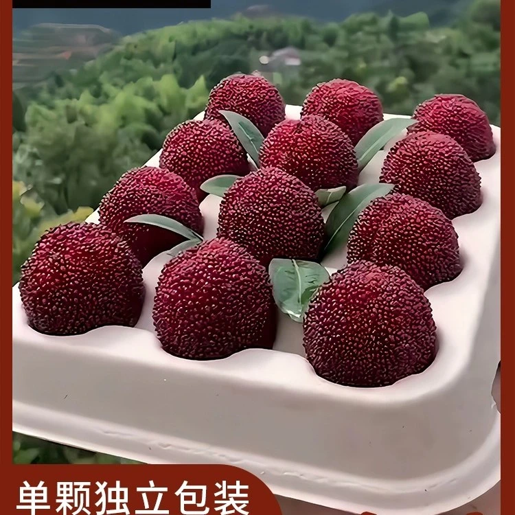 【10A/单果25-30克/60颗装】仙居东魁杨梅新鲜现摘现发冷链酸甜美味