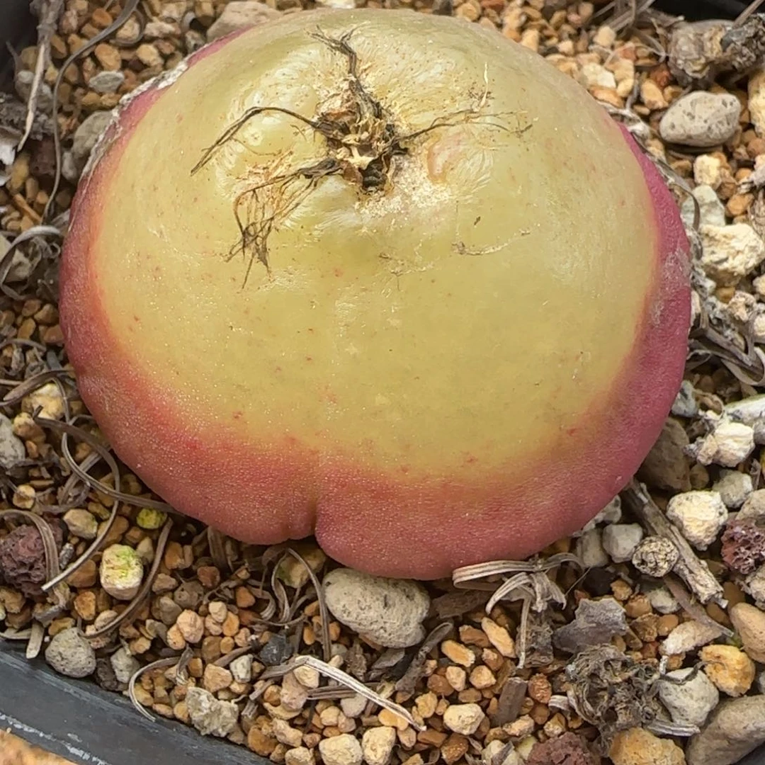 多肉植物外播大灯泡12号