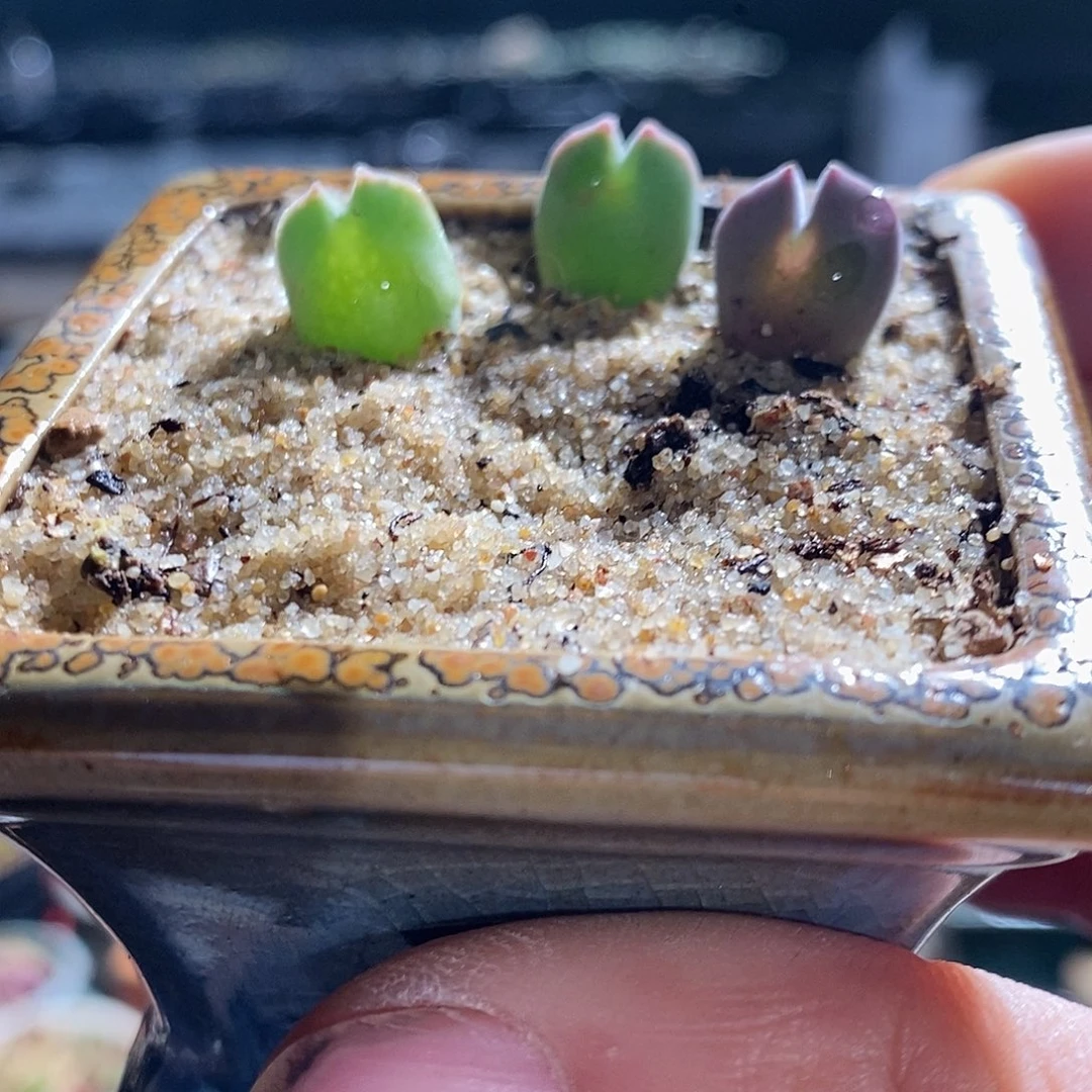 11305。  一颗空蝉。