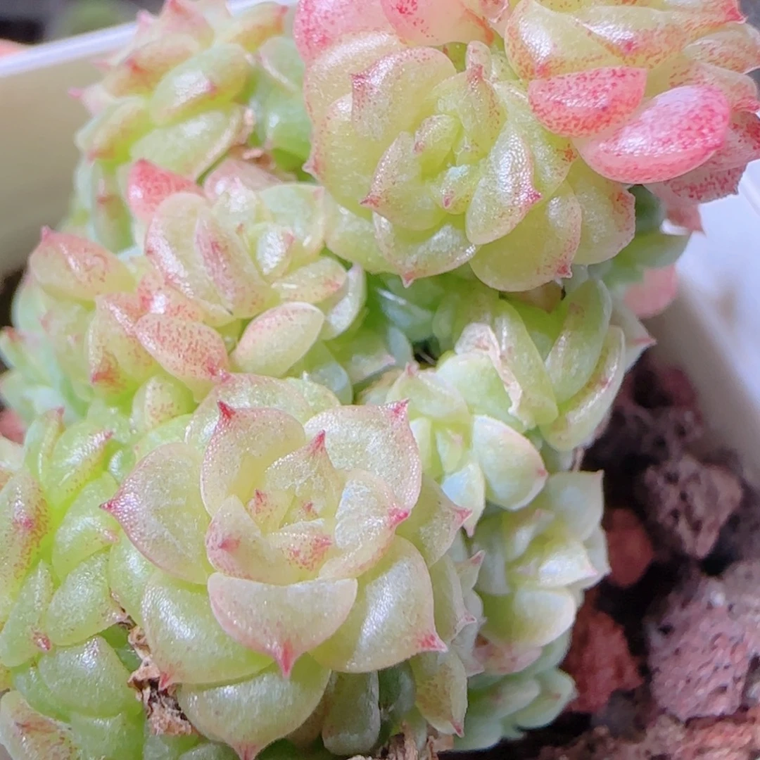 花语逸镜1103-440散