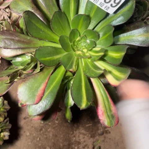 无根多肉植物法师6069