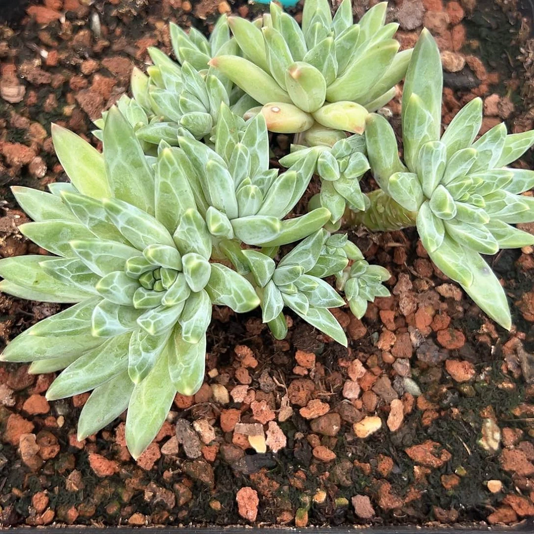 大*狮幻影系列SP1489号