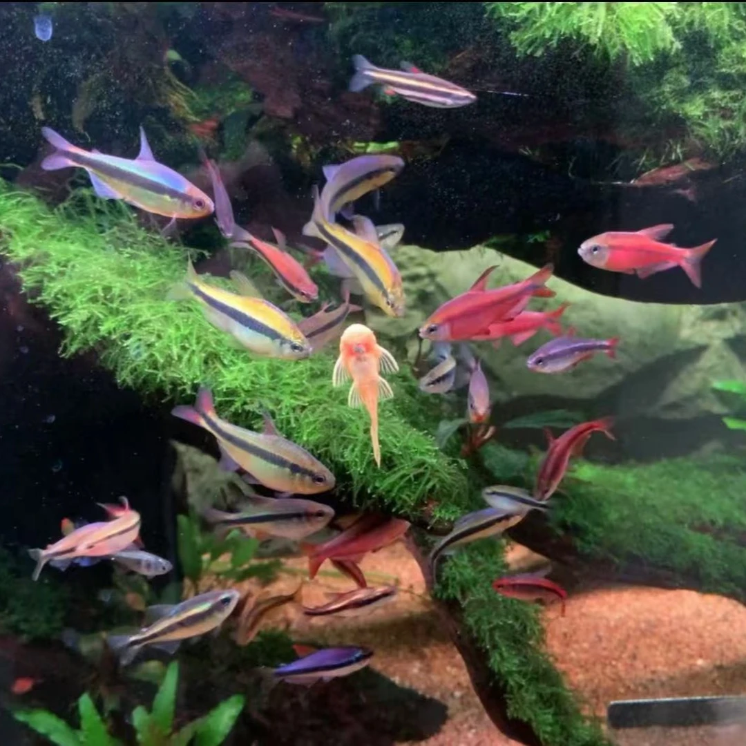 精挑爆色新魔鬼灯鱼