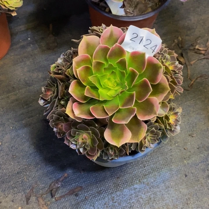 香妃多肉断头不包2124