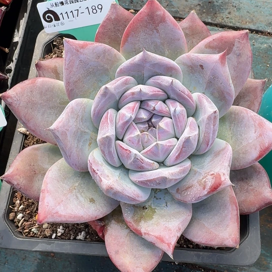 从前慢多肉精选编号1117.189