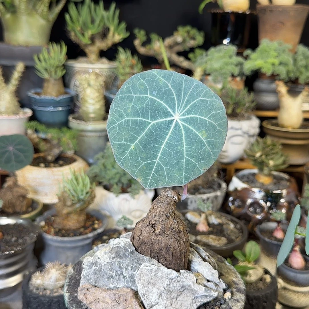 一物一拍老家一叶龟299