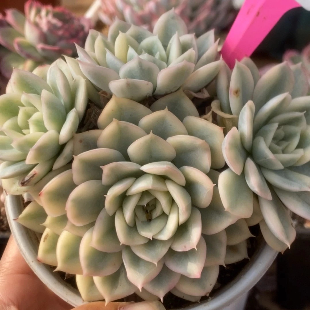 256月亮仙子锦锦锦锦锦锦