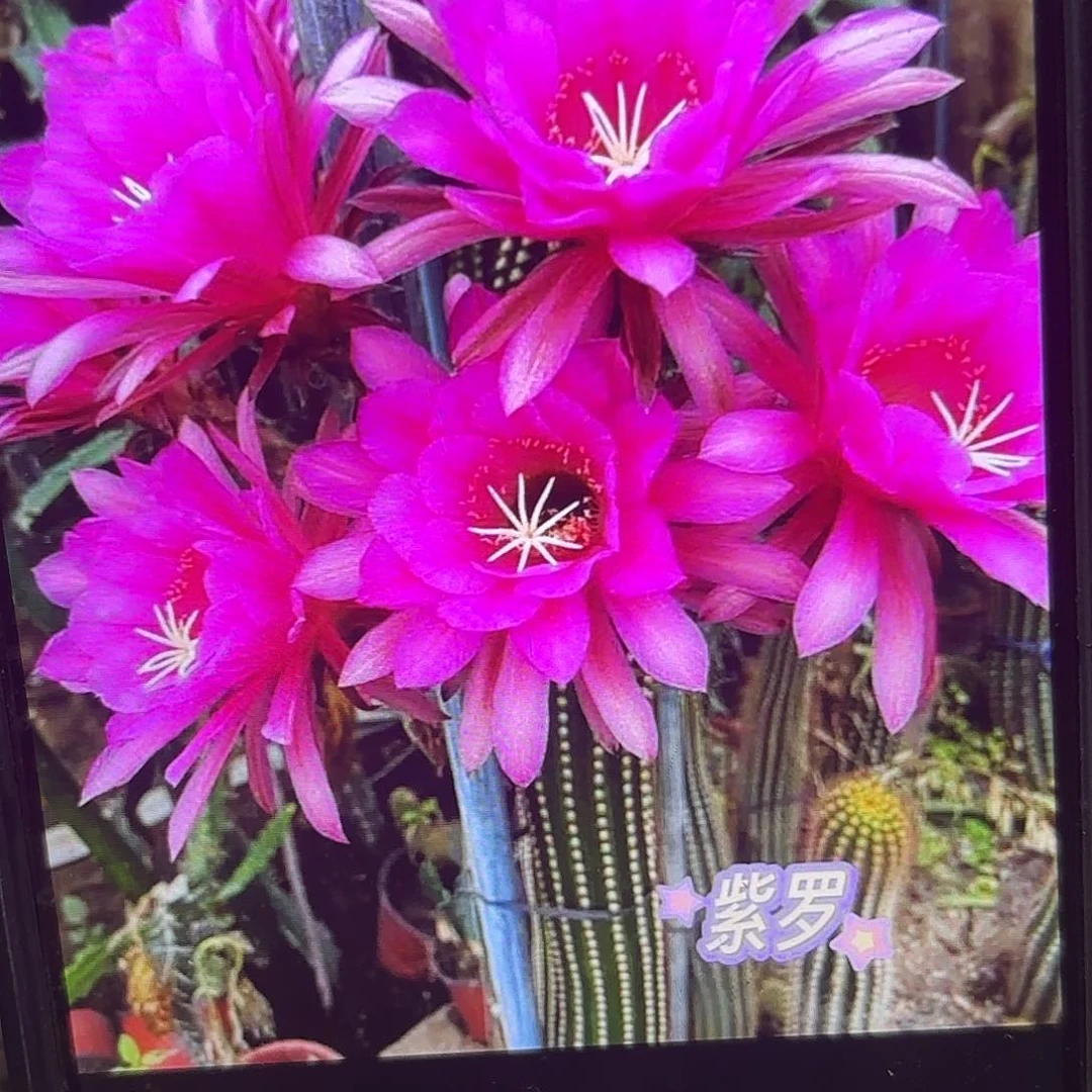 紫罗兰金妞侧牙20包邮仙人球8