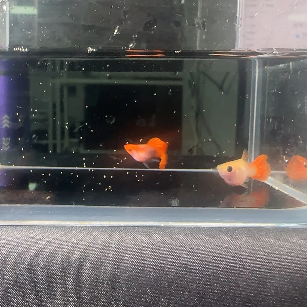 孔雀鱼关注主播可以竞拍