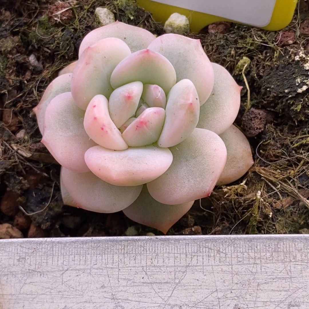 9178星影富轮锦单头