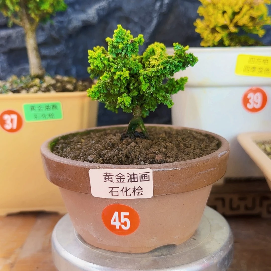 一***红无花朵黄金油画石化桧368