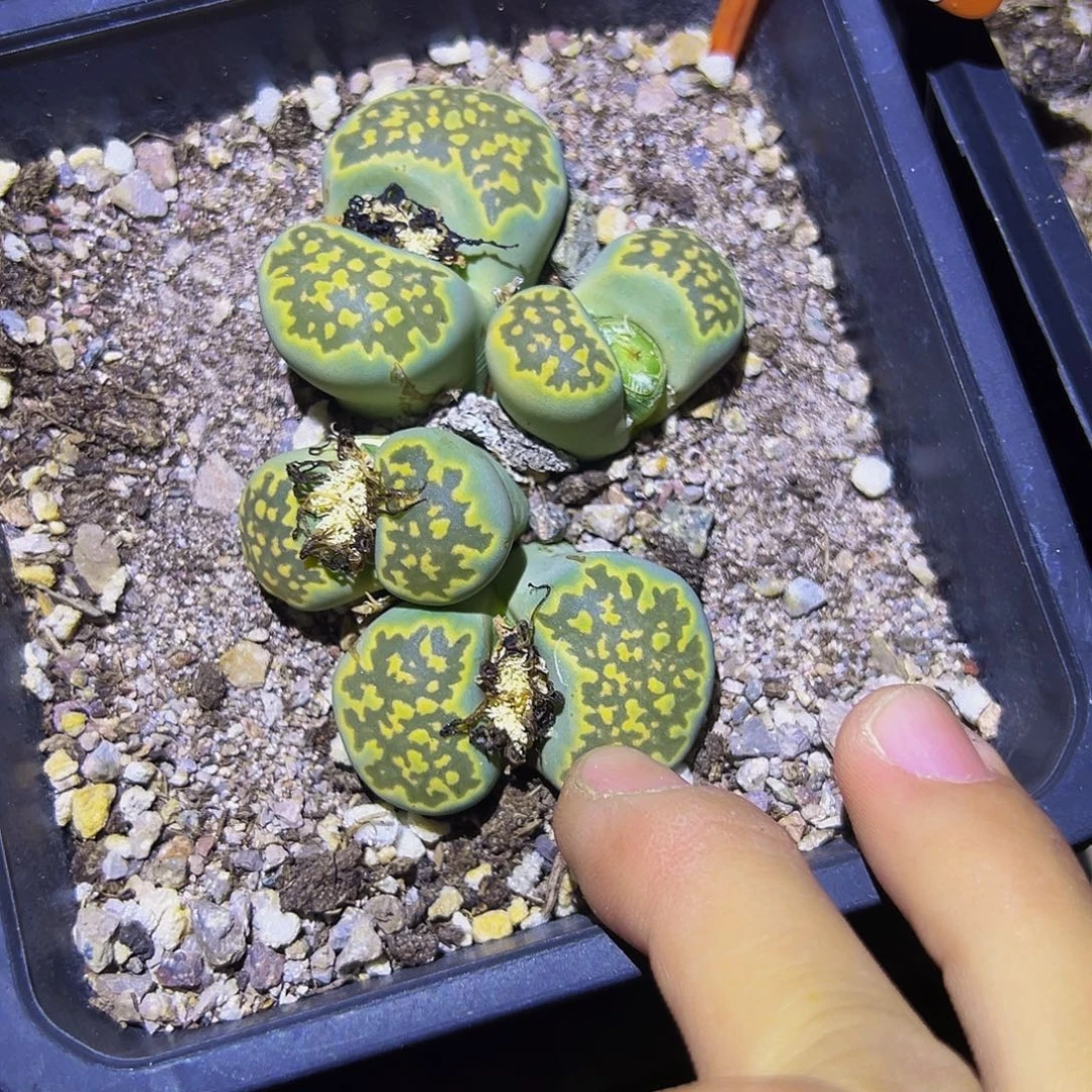 671 一物一拍，默认有伤，介意勿拍，不退不换