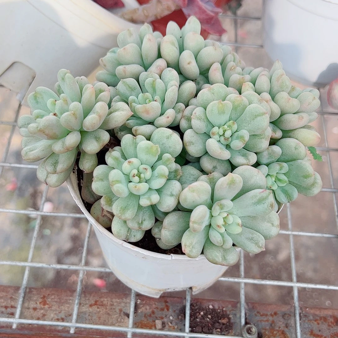 比尔盖茨多头群生