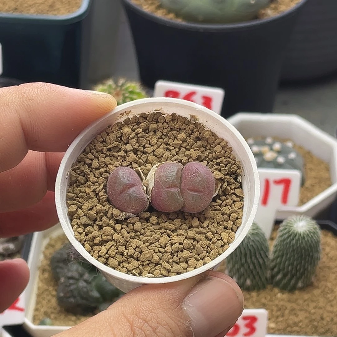 实生3头紫肌毛翠滴 包邮