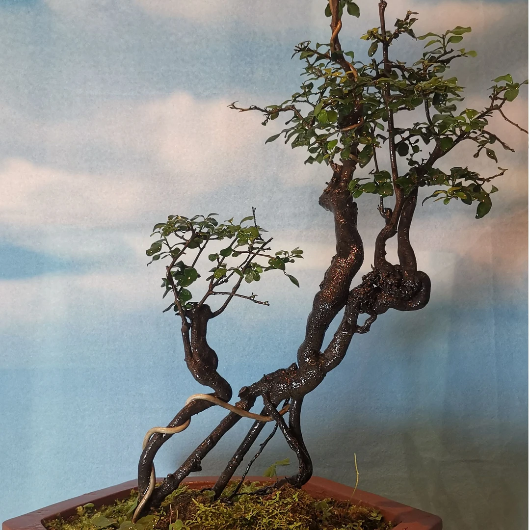 金弹子阴芽一本丛林