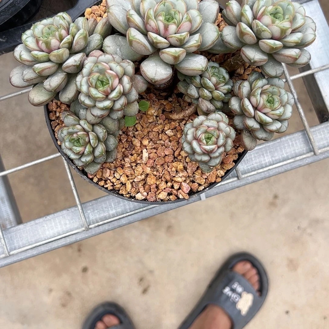 【闪购商品】葡萄福利