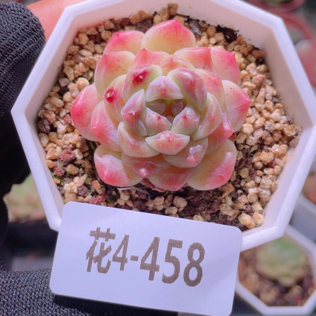 花利美4-458秘境冰魄