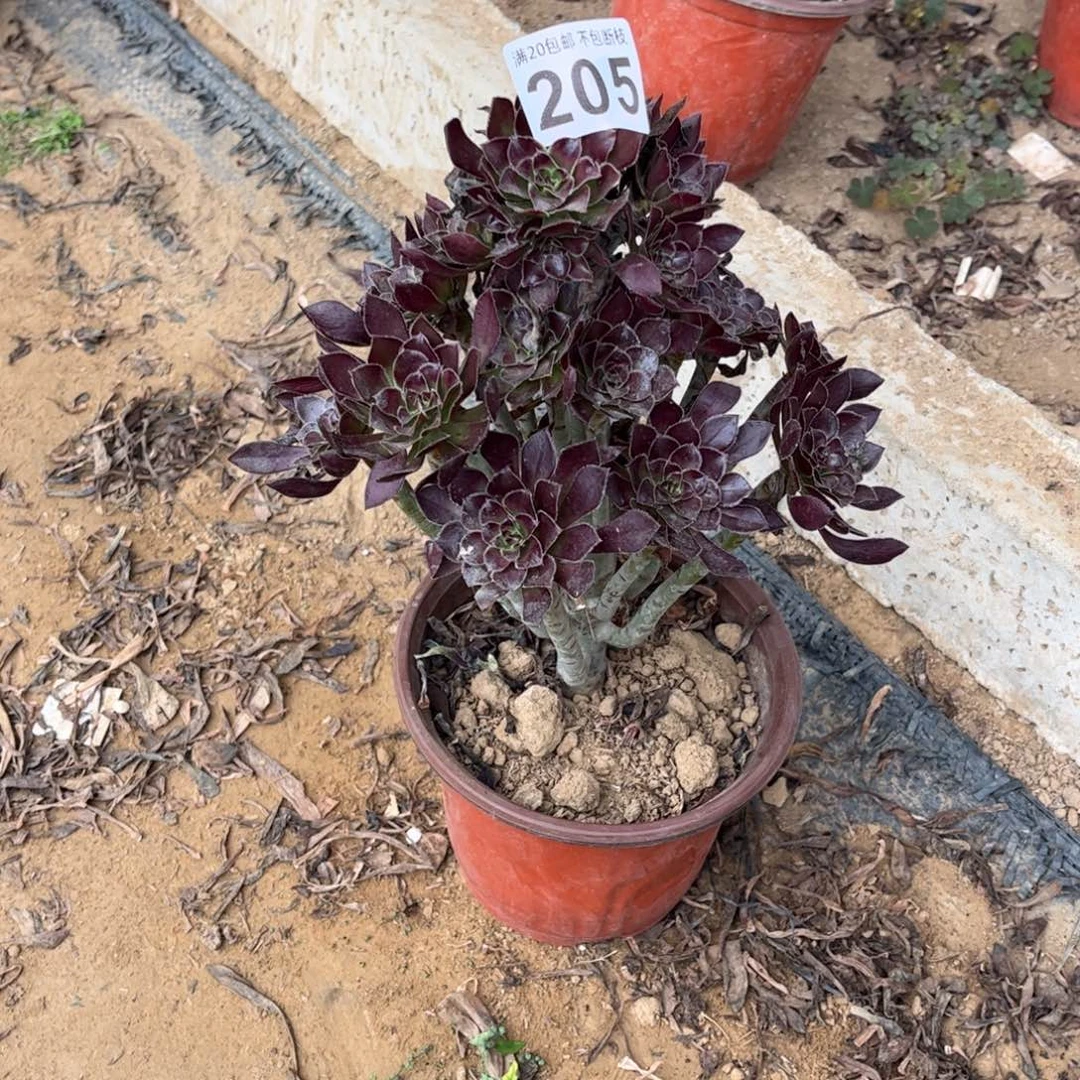 黑法师205不包断枝