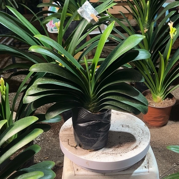 当前无花栽培后可以开花