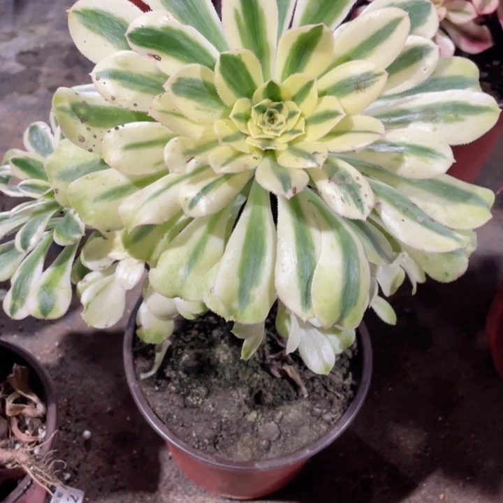 238白兰地多肉。12345789