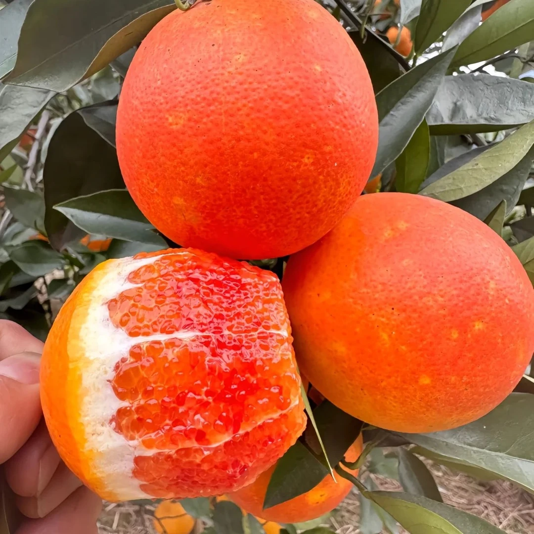 【老沙严选】湖北秭归当季新鲜“今晚+菜”血橙 礼盒装7.2斤左右