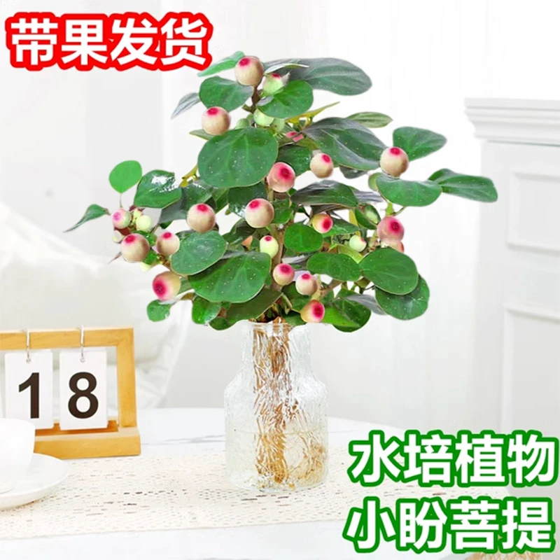 小盼菩提树盆栽带果水培植物室内绿植花卉办公室盆景客厅禅意摆件