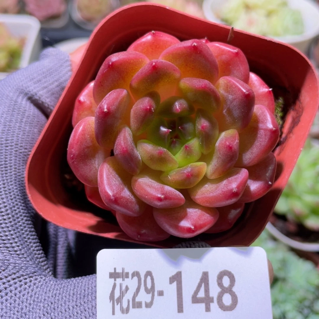 花利美29-148灵翠
