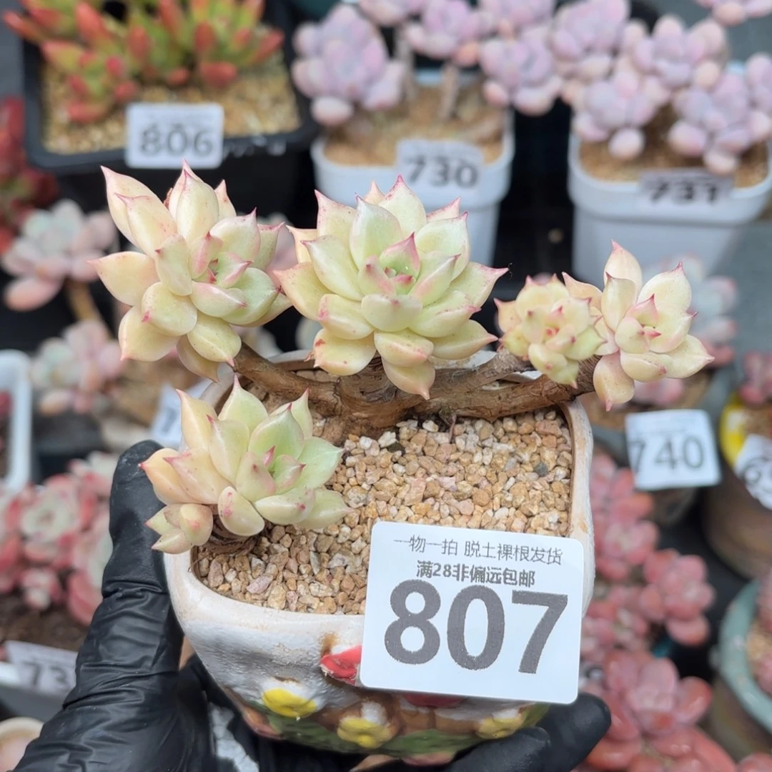 黄金璀璨无盆土发货