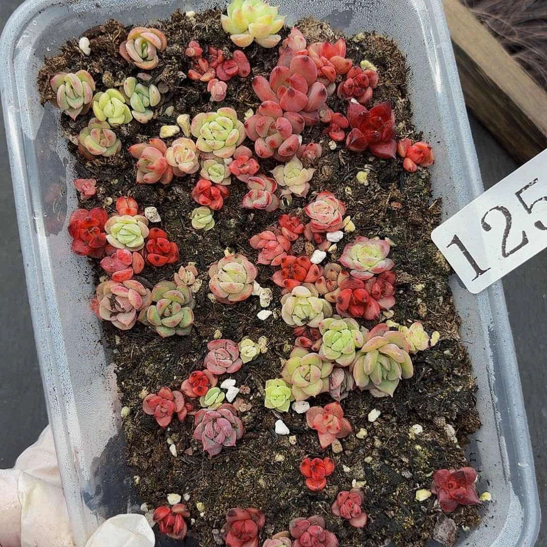 多肉植物多肉植物125