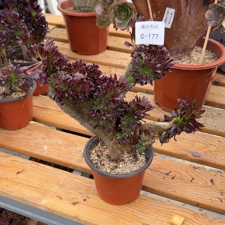 177 黑法缀 宽度25 公分多肉植物