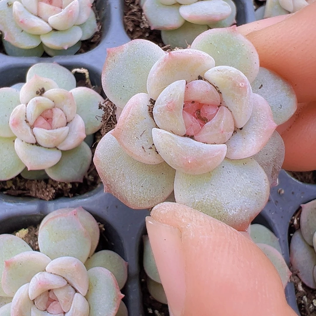 玉盏苗3颗多肉植物