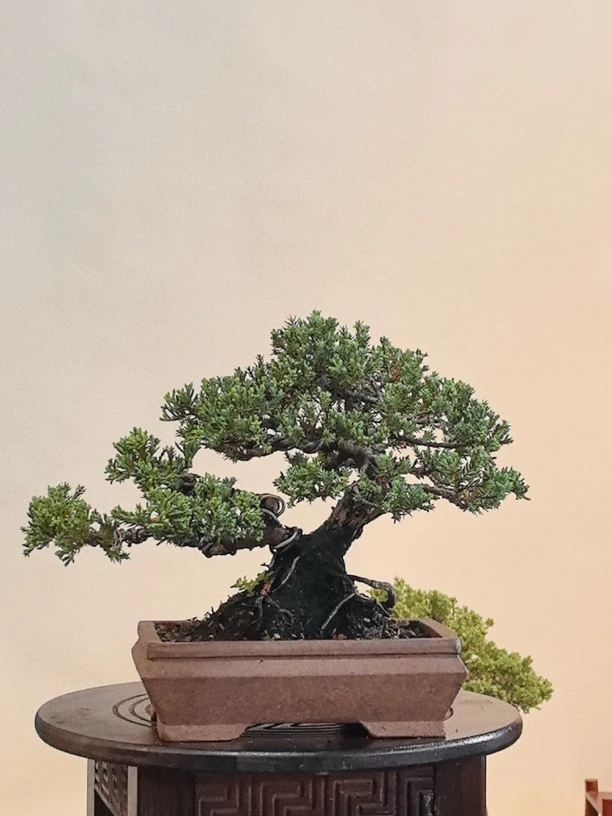 新西兰珍珠柏（不含架）邮费到付