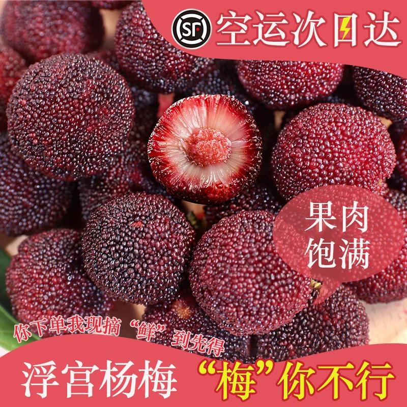 正宗浮宫杨梅现摘现发自然熟大果