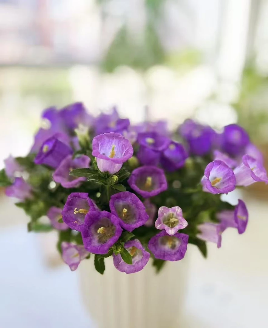 紫色风铃盆栽----一盆 （ 以直播间实物为准）