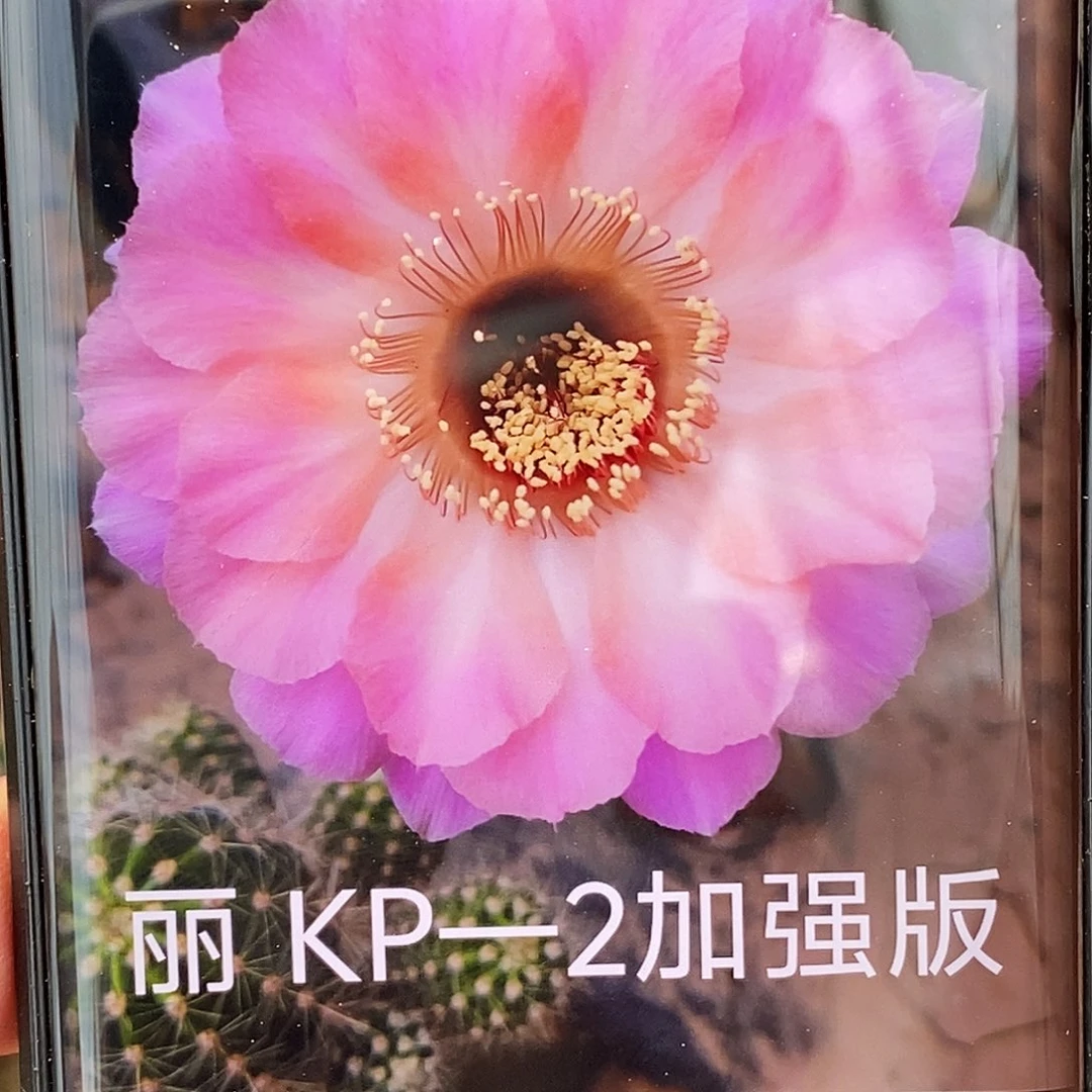 彩 KP—2侧芽歪20包邮/5公分