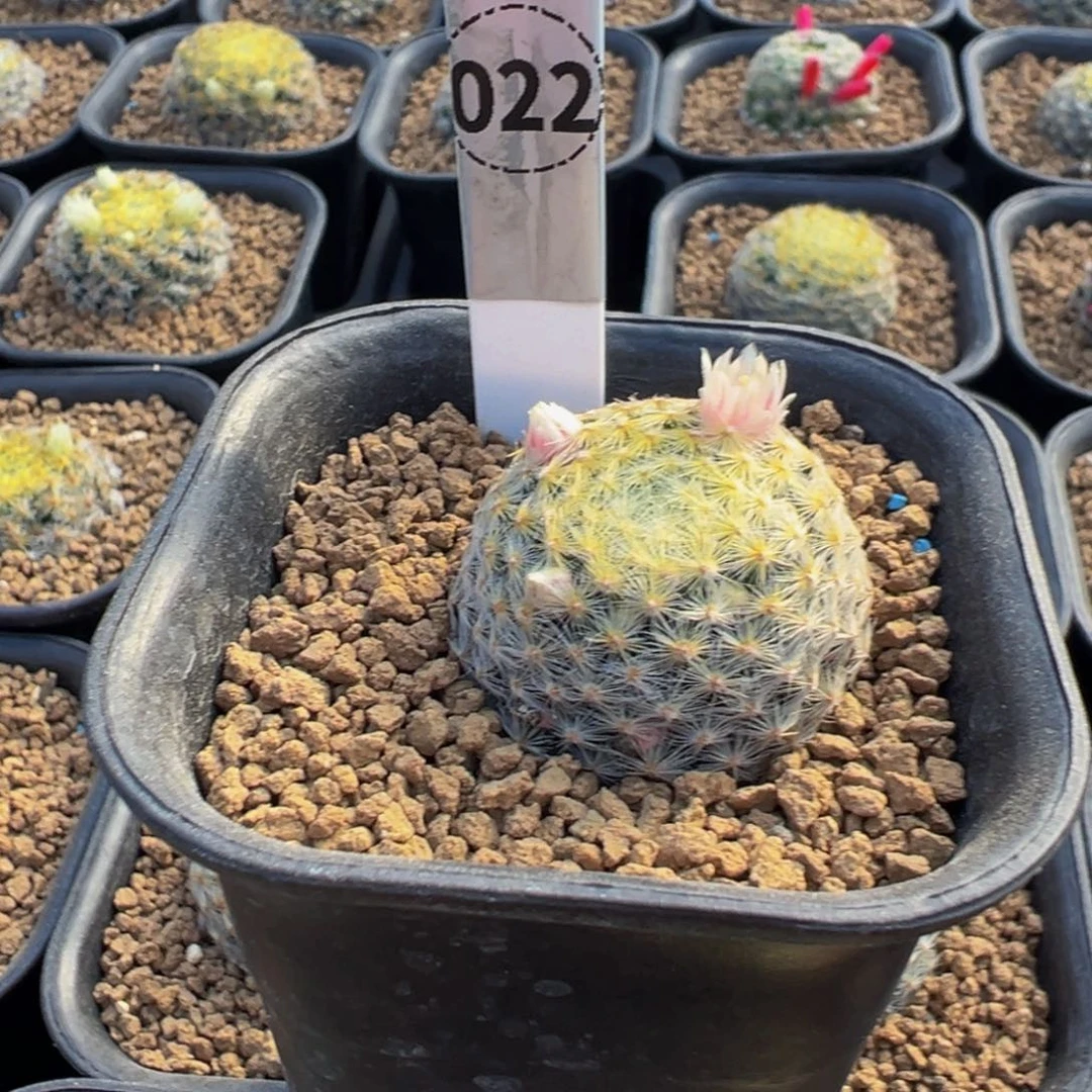 M***哥022实生根原始黄明星多肉植物带盆土